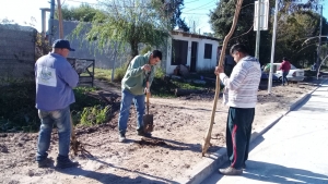 Plantado de fresnos en el nuevo asfalto de la calle D&#039;Agnillo