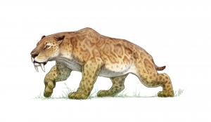 Escultura Paleontológica: Tigre Dientes De Sable