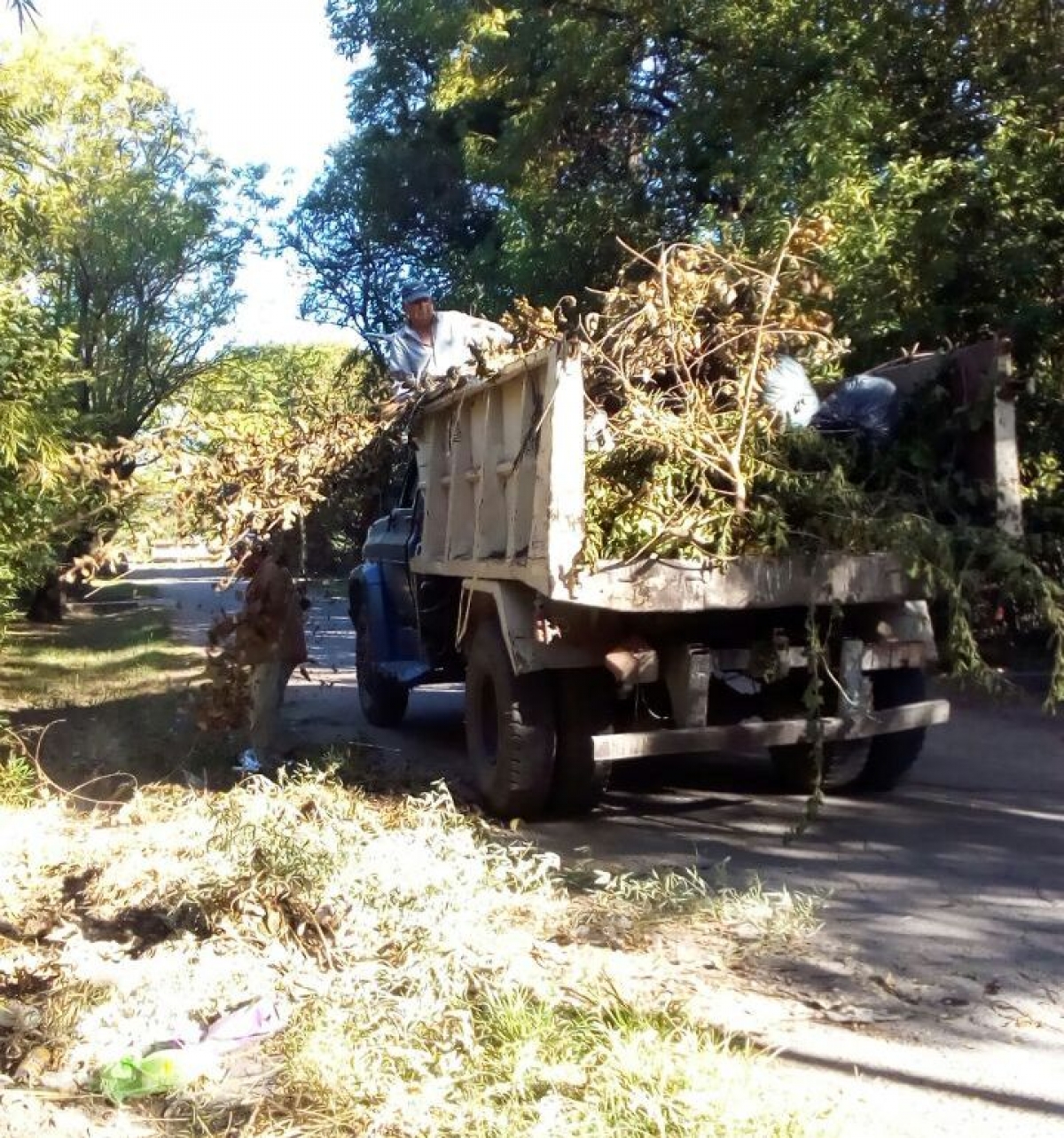 Limpieza y recolección de ramas en El Pinar