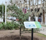 Plantaron una especie arb&oacute;rea hist&oacute;rica por el 60&deg; aniversario del Obelisco